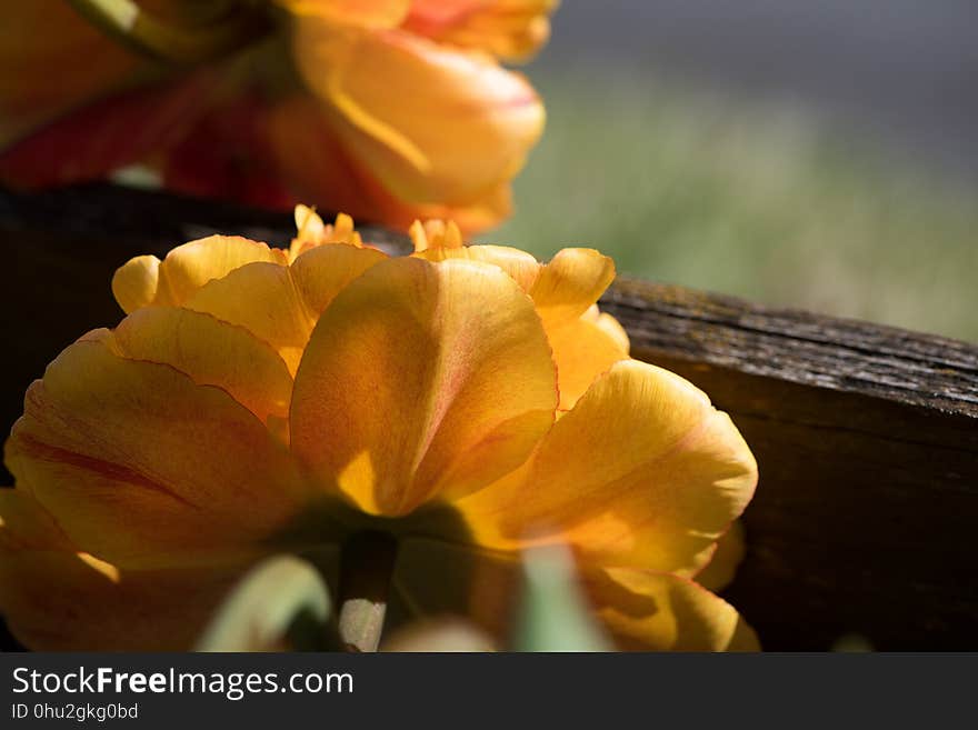 Flower, Yellow, Flora, Petal