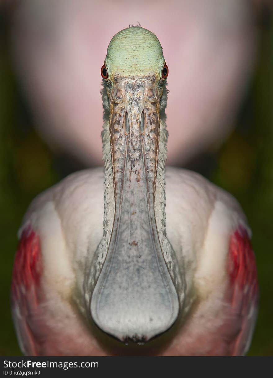 Beak