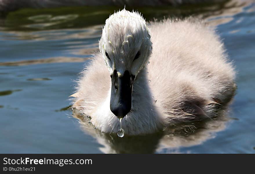 Bird, Swan, Water Bird, Ducks Geese And Swans