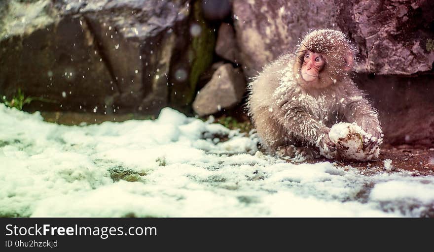 Macaque, Mammal, Fauna, Japanese Macaque