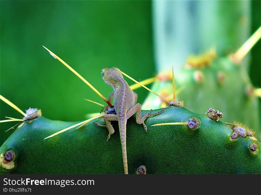 Insect, Macro Photography, Organism, Chameleon