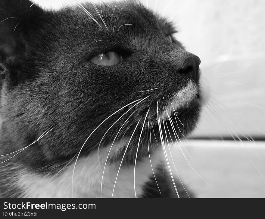 Cat, Whiskers, Black, White