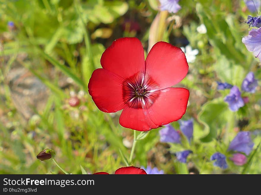 Flower, Plant, Flora, Wildflower