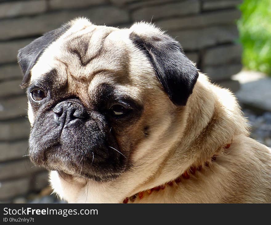 Pug, Dog, Dog Like Mammal, Dog Breed