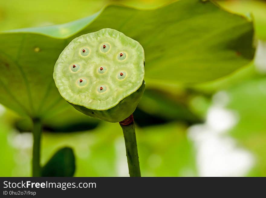 Sacred Lotus, Flower, Lotus, Aquatic Plant