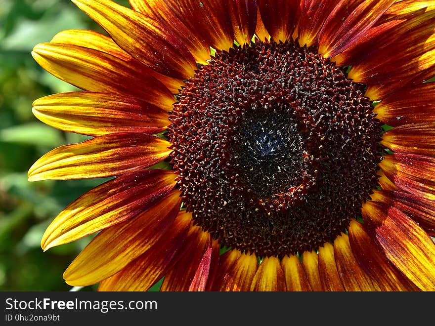 Flower, Sunflower, Close Up, Flora