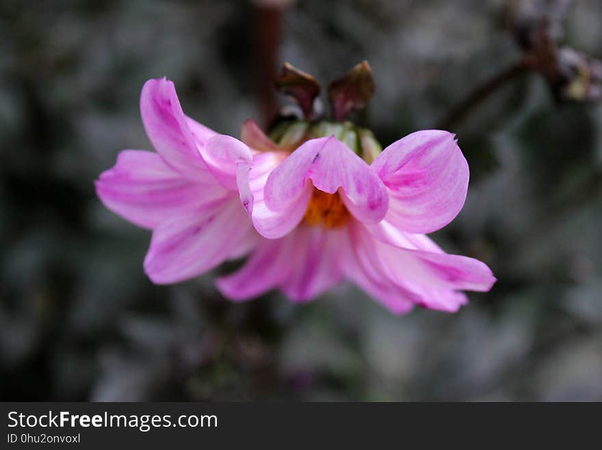 Flower, Flora, Flowering Plant, Plant