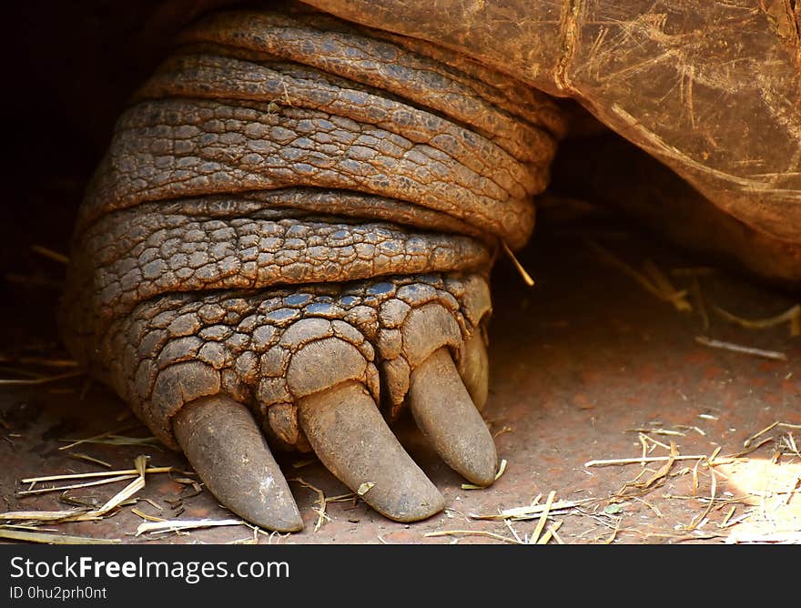 Terrestrial Animal, Mammal, Fauna, Close Up