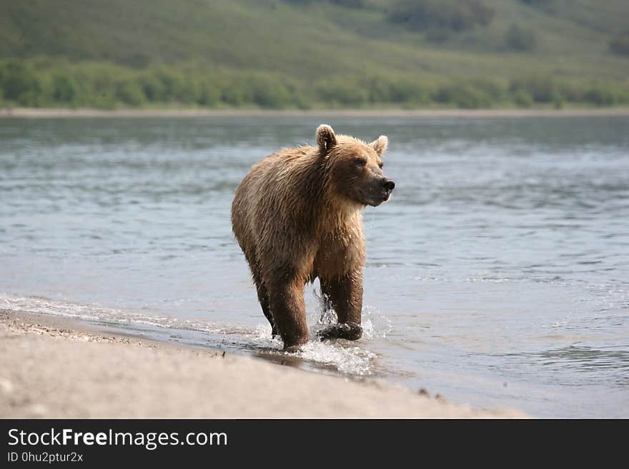 Brown Bear, Mammal, Grizzly Bear, Bear