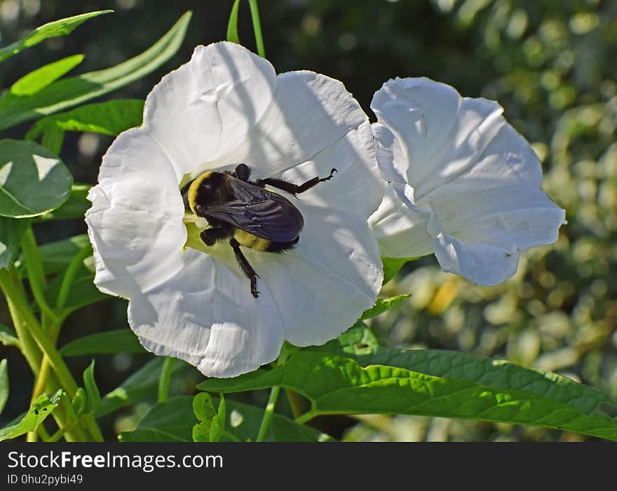 Flower, Flora, Insect, Pollinator