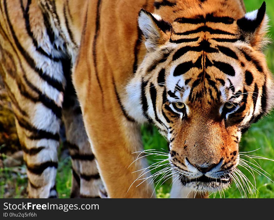 Tiger, Wildlife, Mammal, Terrestrial Animal