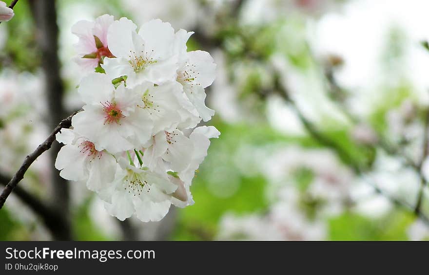 Flower, White, Blossom, Spring