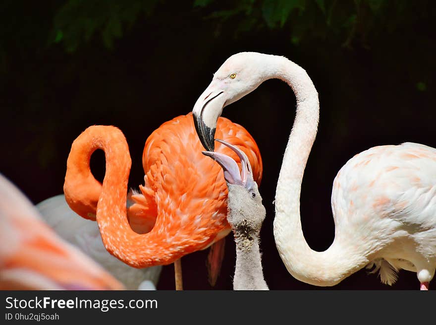 Flamingo, Beak, Water Bird, Bird