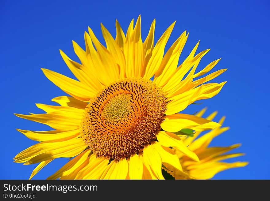 Flower, Sunflower, Yellow, Sky