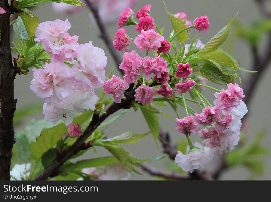 Flower, Plant, Blossom, Spring