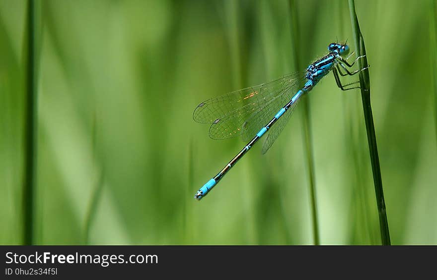 Damselfly, Dragonfly, Dragonflies And Damseflies, Insect