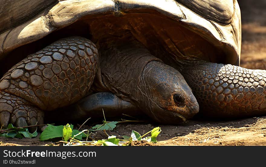 Tortoise, Turtle, Terrestrial Animal, Reptile