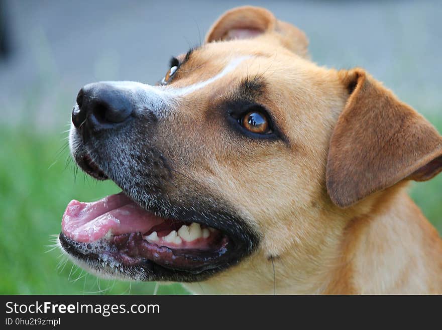 Dog, Dog Breed, Dog Breed Group, Snout