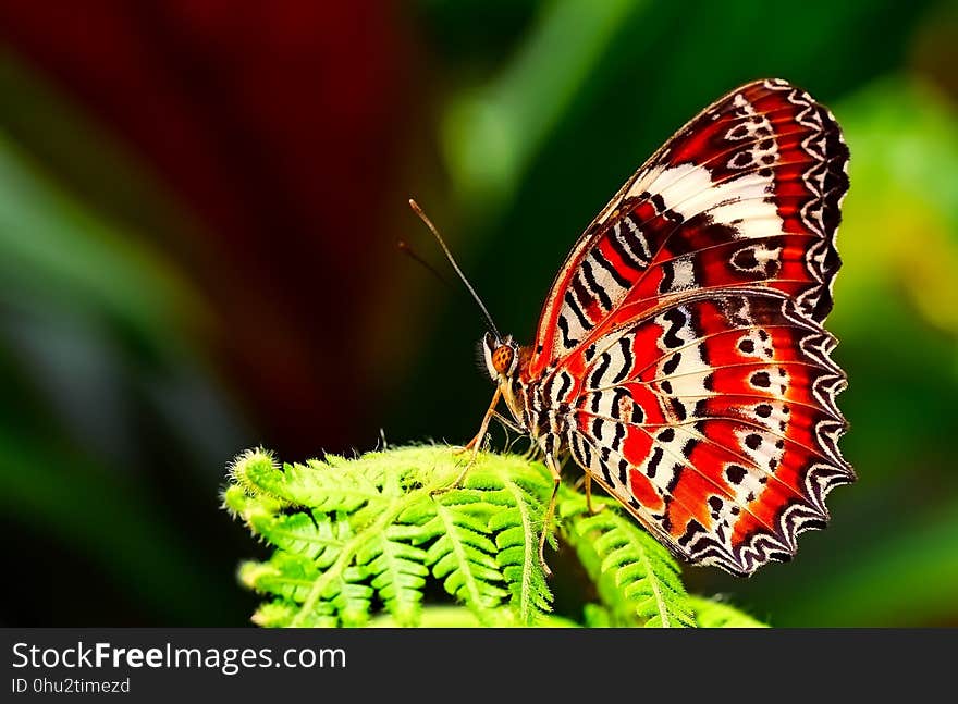 Butterfly, Insect, Moths And Butterflies, Brush Footed Butterfly