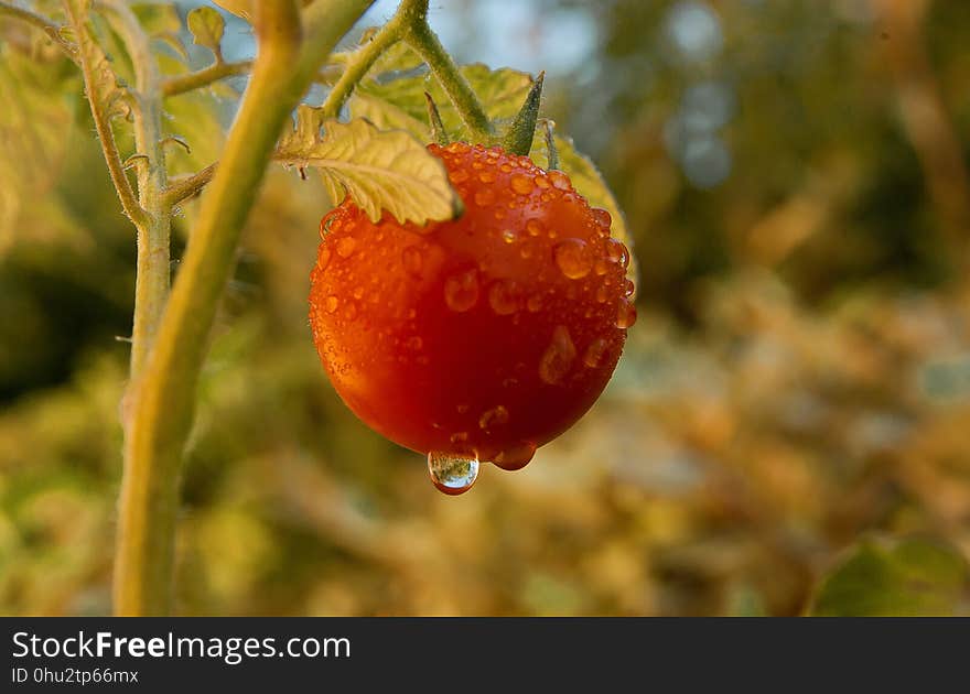 Fruit, Natural Foods, Macro Photography, Local Food