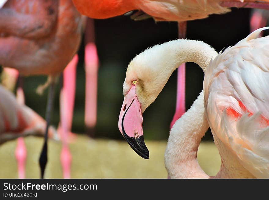 Flamingo, Bird, Water Bird, Beak