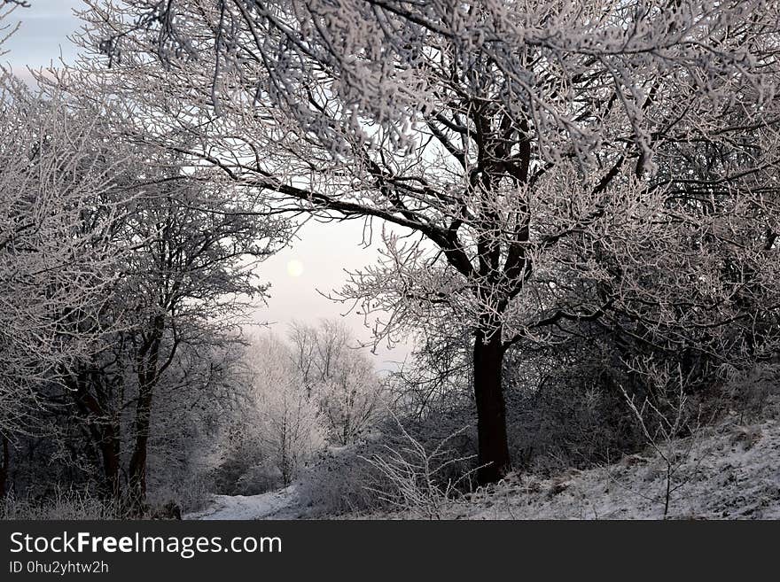 Winter, Tree, Frost, Snow