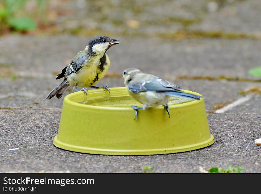 Bird, Fauna, Beak, Finch