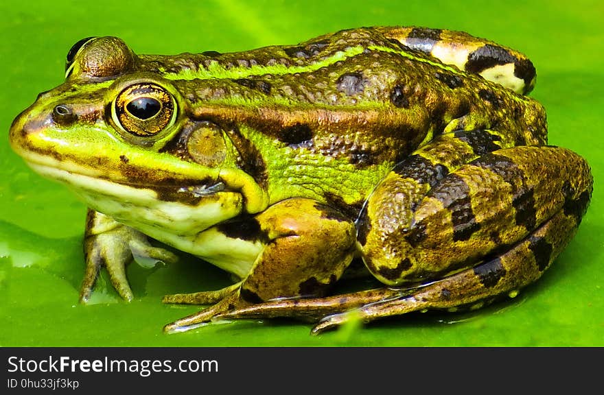 Ranidae, Amphibian, Toad, Frog