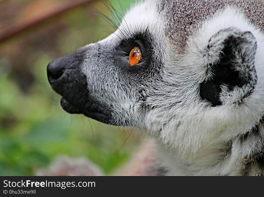 Fauna, Lemur, Snout, Close Up