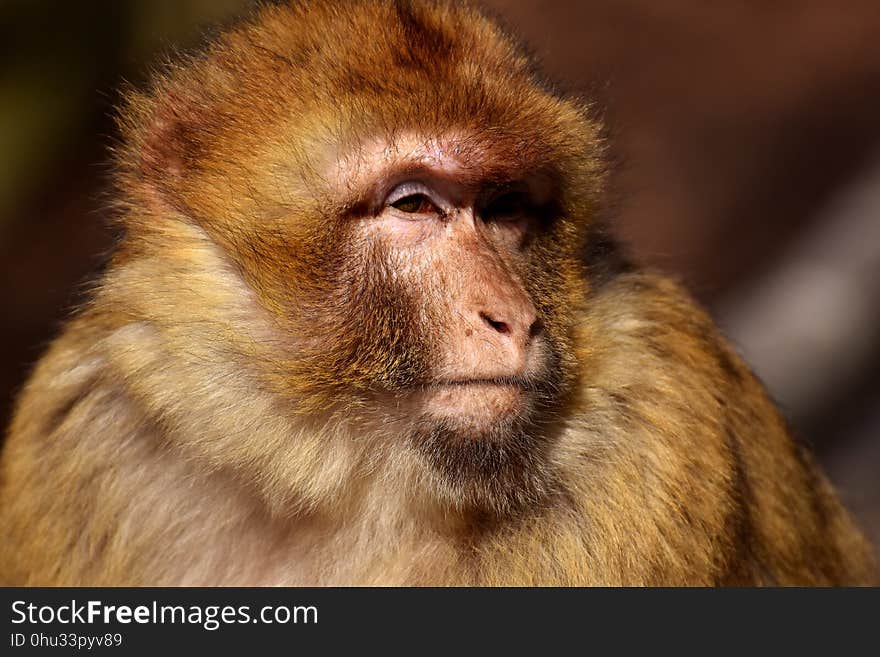 Macaque, Mammal, Fauna, Primate