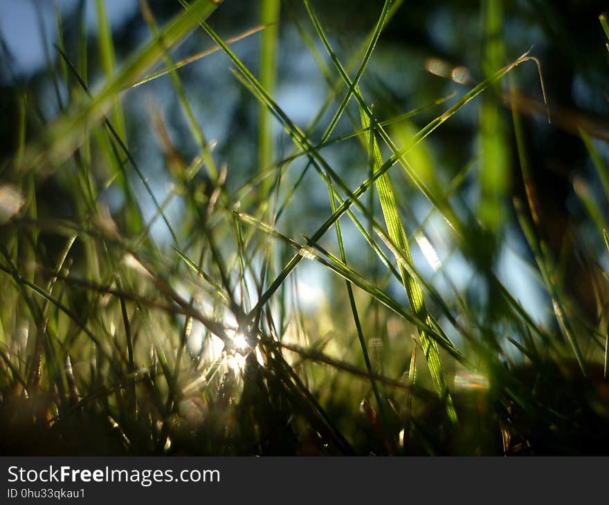 Grass, Vegetation, Water, Close Up