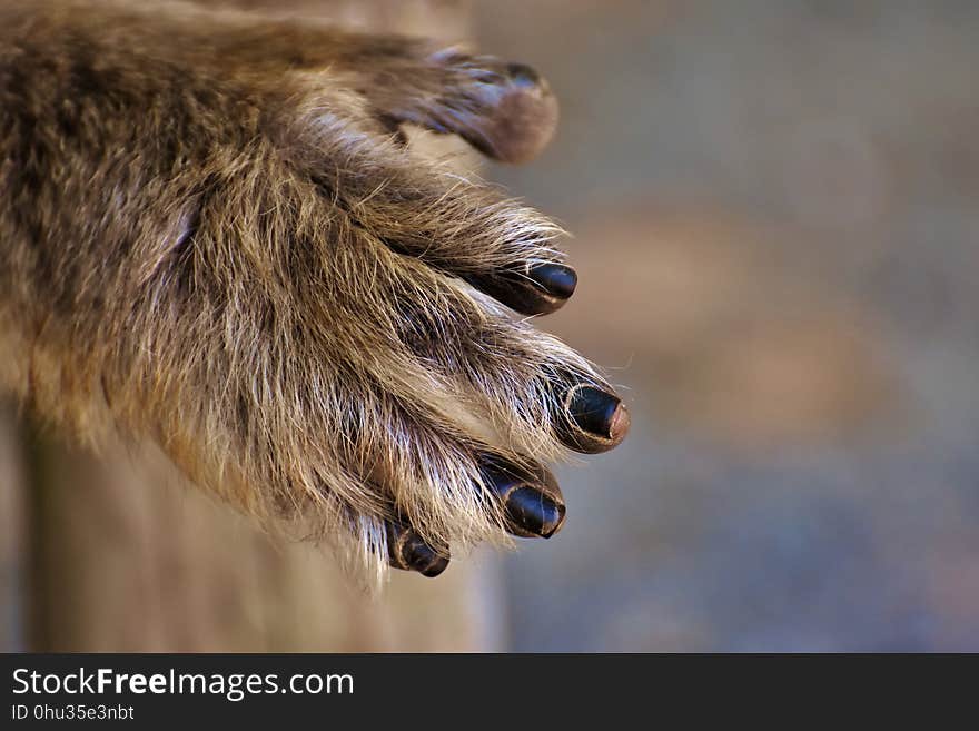 Mammal, Fauna, Wildlife, Snout