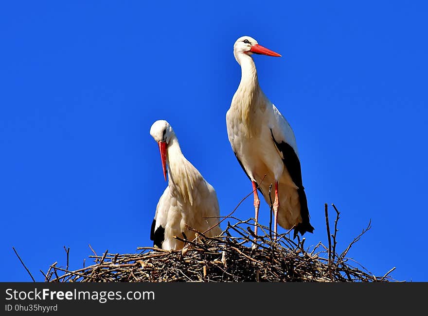 Bird, White Stork, Stork, Beak