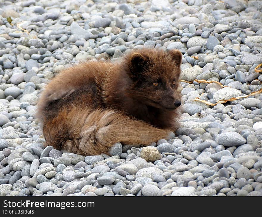 Dog Breed Group, Dog Like Mammal, Fauna, Pomeranian