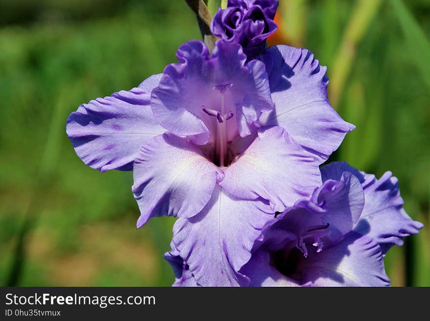 Flower, Plant, Flowering Plant, Flora