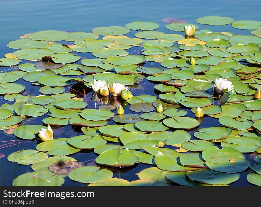 Water, Ecosystem, Leaf, Vegetation