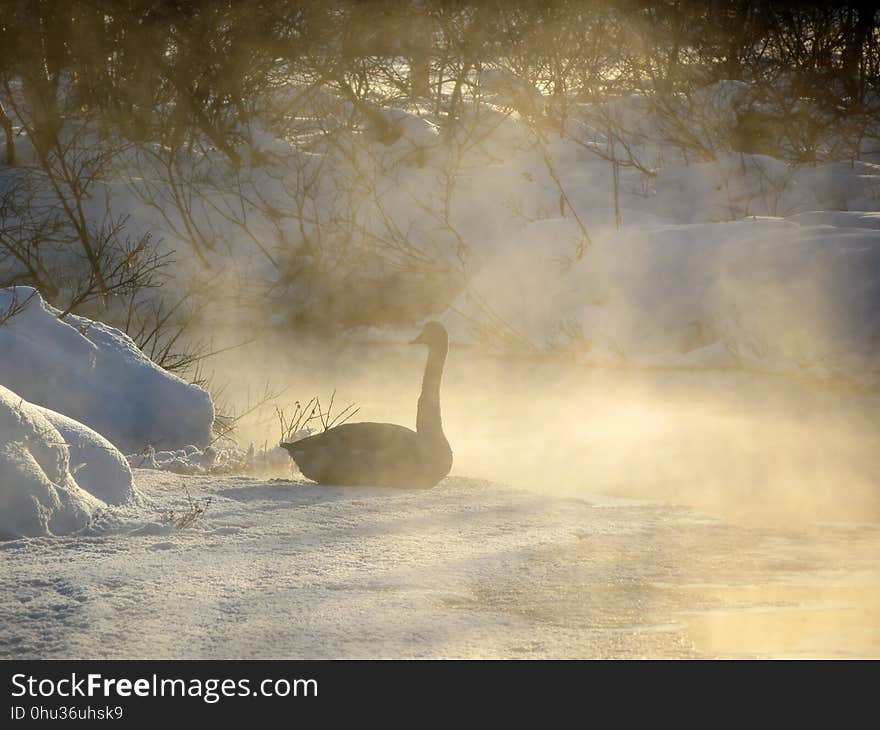 Freezing, Morning, Atmosphere, Phenomenon