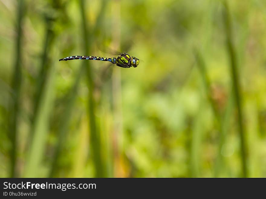 Dragonfly, Insect, Dragonflies And Damseflies, Fauna