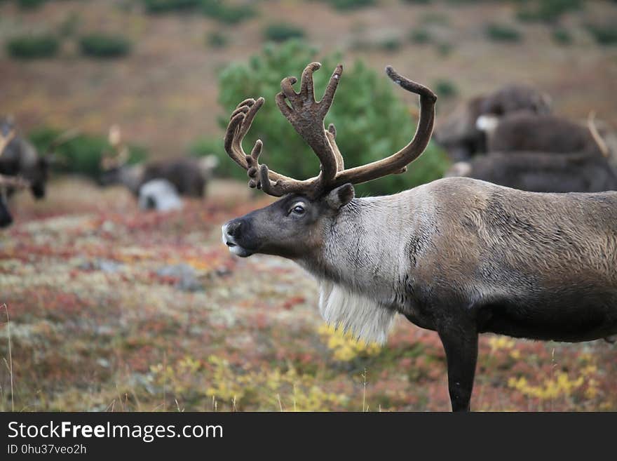 Wildlife, Deer, Reindeer, Fauna