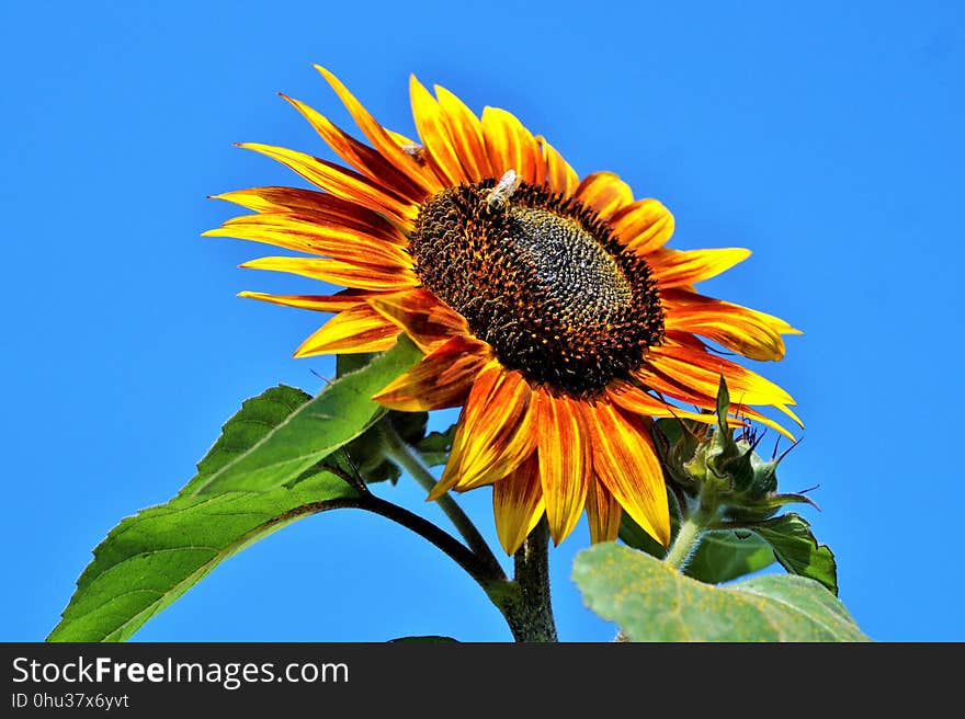 Flower, Sunflower, Sunflower Seed, Sky