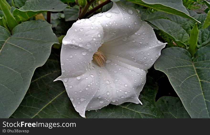 White, Flower, Plant, Datura Inoxia