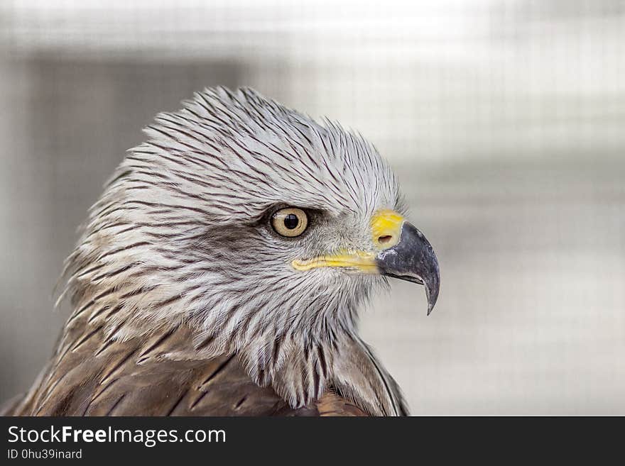 Beak, Bird, Bird Of Prey, Eagle