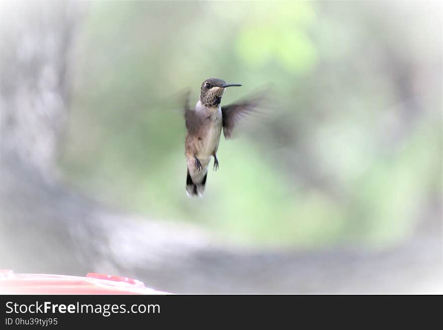 Bird, Fauna, Beak, Hummingbird