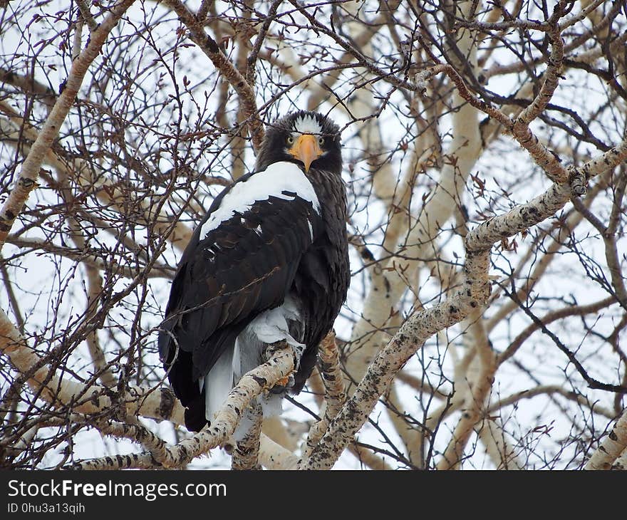 Bird, Eagle, Bird Of Prey, Branch