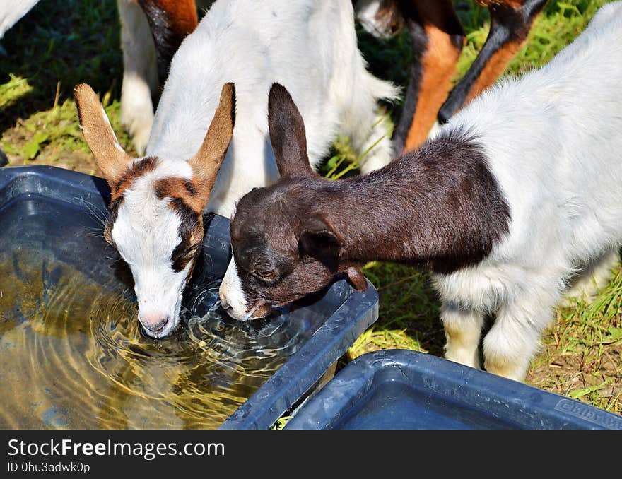 Goats, Goat, Cow Goat Family, Fauna