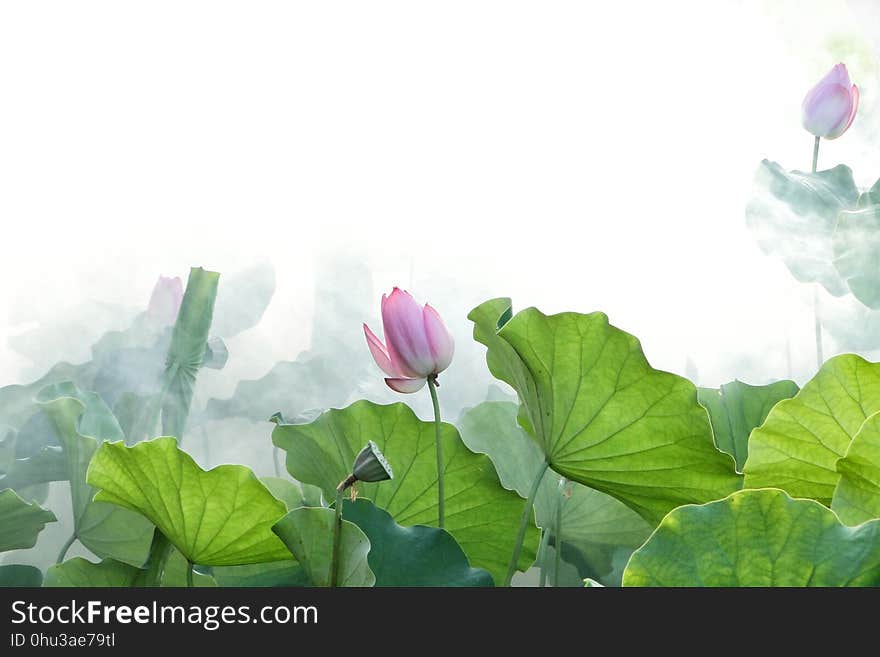 Flower, Lotus, Plant, Green