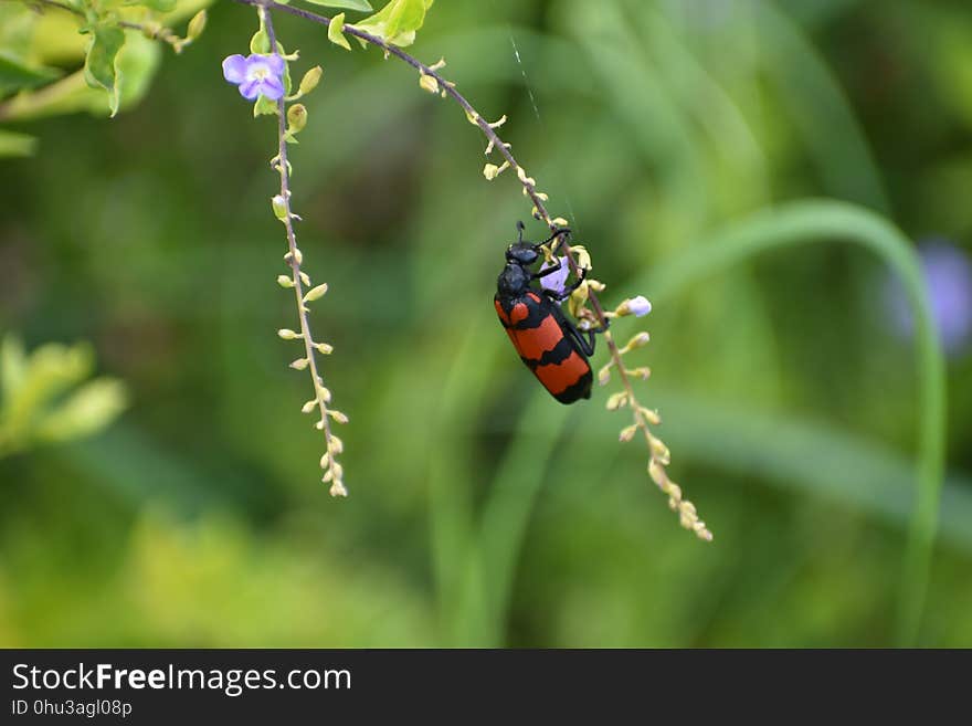 Insect, Macro Photography, Invertebrate, Beetle