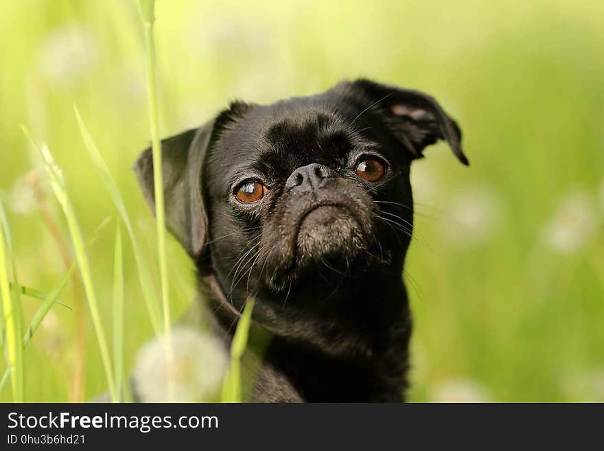 Pug, Dog Like Mammal, Dog, Dog Breed