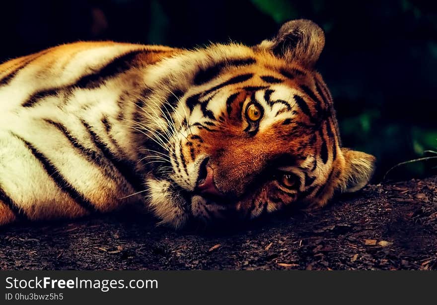 Tiger, Wildlife, Mammal, Whiskers