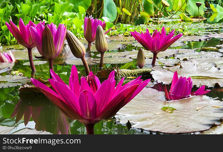 Flower, Plant, Flora, Pink